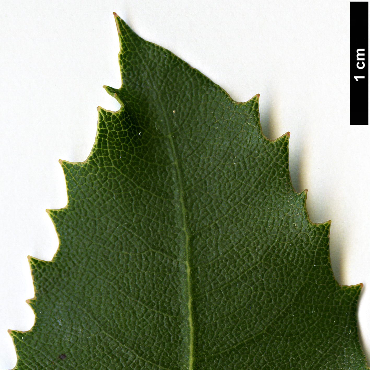 High resolution image: Family: Pittosporaceae - Genus: Pittosporum - Taxon: dallii